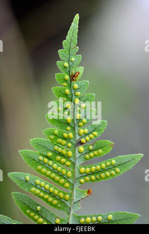 Maisöl (Polypodium Vulgare), die Sporen auf Unterseite. Unterseite der Wedel von echten Farn Sori und Sporangien zeigen Stockfoto