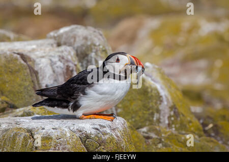 Papageitaucher (Fratercula Arctica) auf Felsen mit Schnabel voller Sandaale Stockfoto