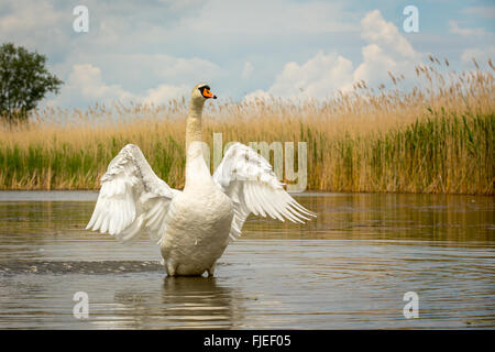 Niedrige Sicht der Höckerschwan (Cygnus Olor) Dehnung Flügel im Teich umgeben von Binsen Stockfoto