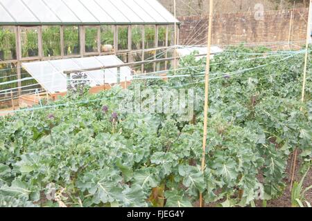 Band gestreckt über lila sprießen Brokkoli vor Vögel im Gemüsegarten am RHS Rosemoor geschützt Stockfoto