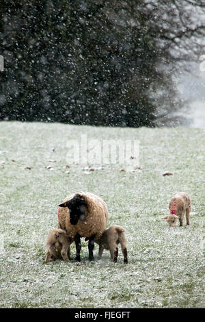 Ein mutterschaf morther Schutz ihrer neuen geboren Fütterung Lämmer von den fallenden Schnee und Kälte im Winter, Flintshire, Großbritannien Stockfoto