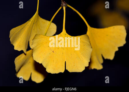 Ginkgo Biloba gelbe Blätter. Blätter des Baumes tausend wiederum ein goldgelb vor dem fallen im Herbst Stockfoto