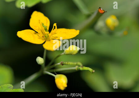 Schöllkraut (Chelidonium Majus). Eine markante goldene Blume in der Mohn-Familie Papaveraceae. Orange Sap ist sichtbar Stockfoto