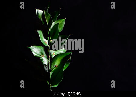 Mäusedorn (Ruscus Aculeatus). Ein Strauch in der Spargel-Familie (Asparagaceae), mit Samen einzeln in Kladodien getragen Stockfoto