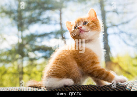 Niedliche kleine Kätzchen auf der Couch sitzen Stockfoto
