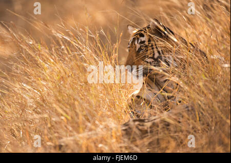 Wilden Bengal Tiger sitzen und auf der Suche von einem Patch kurze Goldene Gras, in den trockenen Wäldern des Ranthambhore Stockfoto