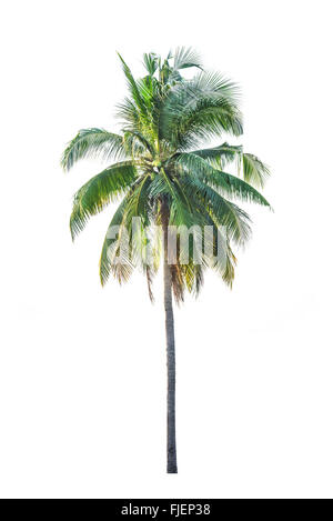 Kokospalme, Cocos Nucifera, mit grünen Blättern isoliert Stockfoto