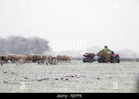 Flintshire, North Wales, UK. 2. März 2016. Großbritannien Wetter - Farmer Fütterung der Schafe und Lämmer in Sturm Jake Credit: Deadgooddesigns/Alamy Live-Nachrichten Stockfoto