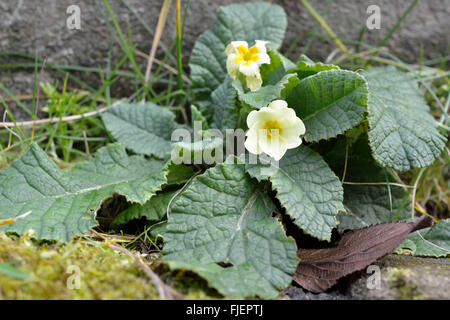 Primel (Primula Vulgaris). Gelbe Feder Blume Pflanze in der Familie Primulaceae, Blüte in einem britischen Waldgebiet Stockfoto