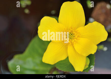 Marsh-Marigold (Caltha Palustris). Nahaufnahme der Blüte dieser gelbe Pflanze in der Butterblume Familie (Butterblume), aka Sumpfdotterblumen Stockfoto
