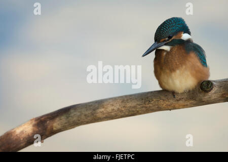 Eisvogel / Kingfisher / Eisvogel (Alcedo Atthis) Jungvogel, thront auf einem Ast, konzentrierte sich auf die Jagd. Stockfoto