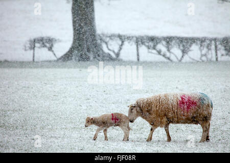 Flintshire, North Wales, UK. 2. März 2016. Großbritannien Wetter - Ewe stieß ihr Lamm für die Sicherheit während der Sturm Jake Credit: Deadgooddesigns/Alamy Live-Nachrichten Stockfoto