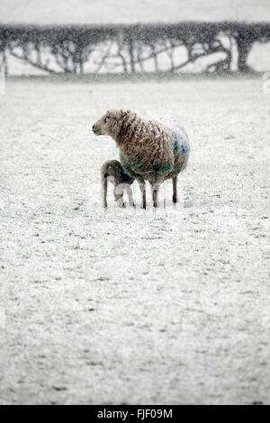 Flintshire, North Wales, UK. 2. März 2016. Großbritannien Wetter - Ewe stieß ihr Lamm für die Sicherheit während der Sturm Jake Credit: Deadgooddesigns/Alamy Live-Nachrichten Stockfoto