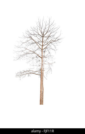 Toter Baum isoliert auf weißem Hintergrund Stockfoto