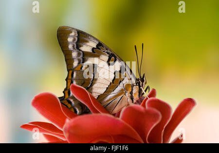 Lierten Kaiser Schmetterling, Polyura Sempronius, auf rote Fackel Ingwer Etlingera elatior Stockfoto