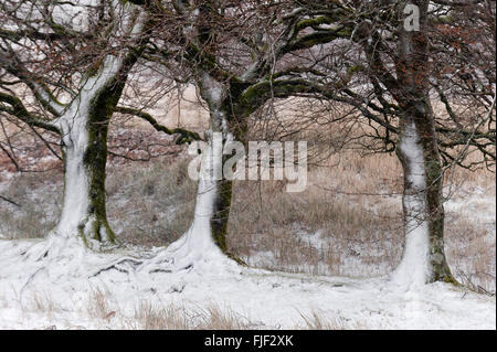 Obere Kapelle, Powys, Wales, UK. 2. März 2016. UK-Wetter: Bäume sind in einem Schneesturm zwischen oberen Kapelle & Garth, heute Morgen auf das Hochmoor des Bereichs Mynydd Epynt gestrahlt mit Schnee und Eis gesehen. Ein Schneesturm, Schnee, Hagel und Graupel mit Böen bis zu ca. 50 km/h Wind schlagen hohe Land in Powys, Wales heute Morgen. Bildnachweis: Graham M. Lawrence/Alamy Live-Nachrichten. Stockfoto