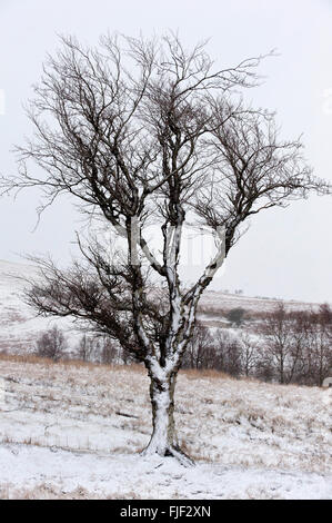 Obere Kapelle, Powys, Wales, UK. 2. März 2016. UK-Wetter: Bäume sind in einem Schneesturm zwischen oberen Kapelle & Garth, heute Morgen auf das Hochmoor des Bereichs Mynydd Epynt gestrahlt mit Schnee und Eis gesehen. Ein Schneesturm, Schnee, Hagel und Graupel mit Böen bis zu ca. 50 km/h Wind schlagen hohe Land in Powys, Wales heute Morgen. Bildnachweis: Graham M. Lawrence/Alamy Live-Nachrichten. Stockfoto