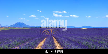 Lavendel Blumen blühenden Felder in endlosen Reihen und Bäume im Hintergrund. Landschaft in der Hochebene von Valensole, Provence, Frankreich, Europ Stockfoto