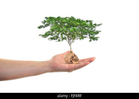 Frau Hand Baum auf Schädel isoliert Stockfoto