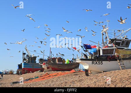 Hastings Möwen Rad über die Fischerboote auf dem Stade Fischerstrand, als die Fischer ihren Fang des Fisches, East Sussex, England, UK, GB sortieren Stockfoto