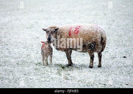 Walisischen Schafe Mutterschaf und Lamm Schutz vor Schnee Sturm Sturm Jake als Schnee fällt auf einer Hochebene Schäferei in ländlichen Flintshire Stockfoto