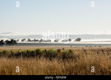 Morgennebel, Rinder grasen auf dem Feld. Darling Downs in Queensland, Australien bei Toowoomba Stockfoto