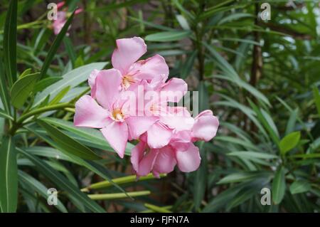 Blass rosa Blütentrauben von Nerium oleander Stockfoto