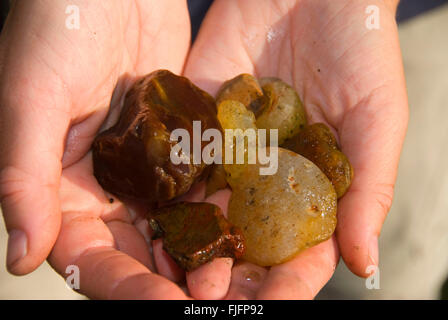 Achate gesammelt am Willamette River, Willamette Mission State Park, Oregon Stockfoto