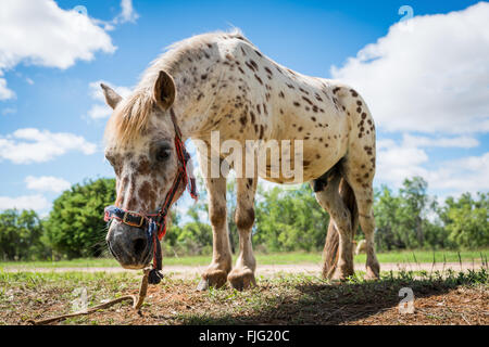 Braun und weiß gefleckte Shetland Pony im Paddock gebunden Stockfoto