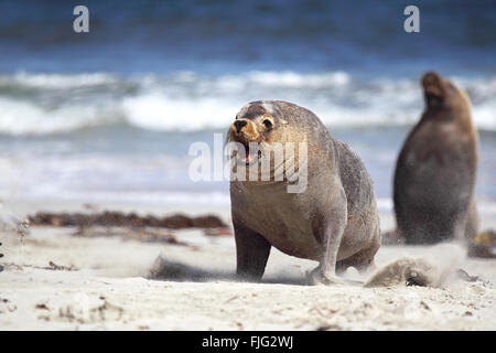 Australische Seelöwe (Neophoca Cinerea) am Strand von Seal Bay, Kangaroo Island, South Australia, Australien. Stockfoto