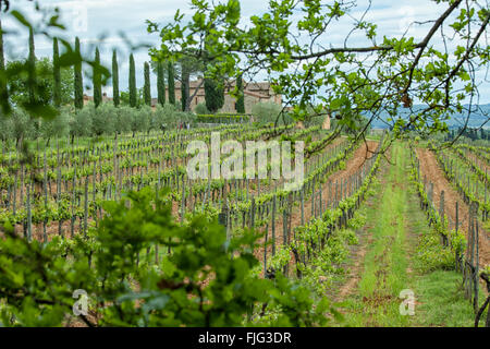 Vineyard with rows of vines  in Tuscany, Italy Stockfoto