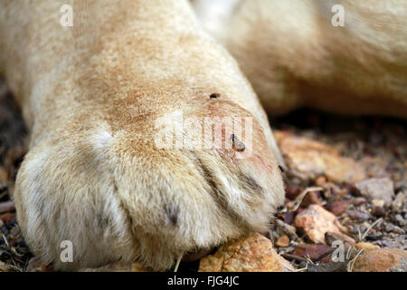 Fliegen auf der Pfote von weißer Löwe (Panthera Leo Krugeri) in Drakenstein Löwenpark, Klapmuts, Kaps, Südafrika. Stockfoto