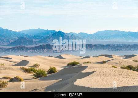 Kreosot Büsche (Larrea Tridentata) in Mesquite flachen Dünen, Sanddünen, Ausläufern des Gebirges Amargosa Sortiment Stockfoto