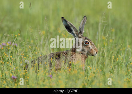 Braunhase / Europäischer Hase / Feldhase ( Lepus europaeus ), erwachsen, sitzt auf einer Blumenwiese, ernährt sich von Gras, im Frühjahr, Wildnis, Europa. Stockfoto