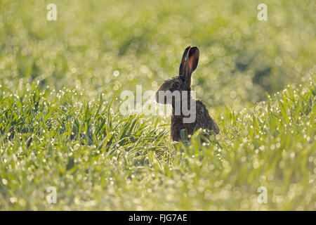 Braunhase / Europäischer Hase / Feldhase ( Lepus europaeus ) sitzend in einem Feld von Winterweizen, Tausende von Tautropfen funkeln, Wildtiere, Europa. Stockfoto