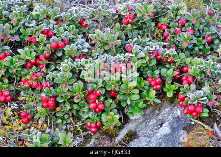 Preiselbeeren, Mountain Cranberry (Vaccinium Vitis-Idaea) mit Raureif, Kaiser-Franz-Josefs-Höhe, Nationalpark Hohe Tauern Stockfoto