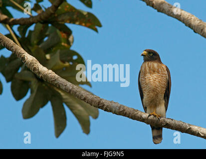 Am Straßenrand Falke (Buteo Magnirostris), Pantanal, Mato Grosso, Brasilien Stockfoto