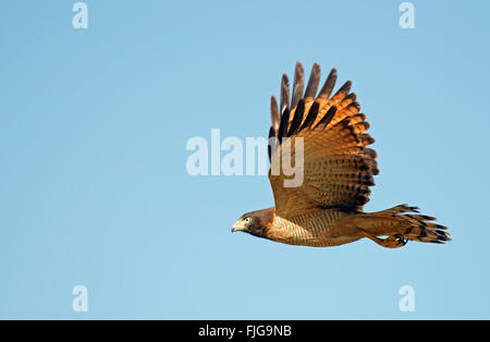 Am Straßenrand Falke (Buteo Magnirostris), Pantanal, Brasilien Stockfoto