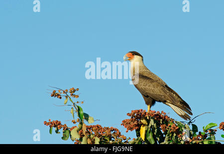 Südlichen Crested Karakara (Caracara Plancus), Pantanal, Mato Grosso, Brasilien Stockfoto