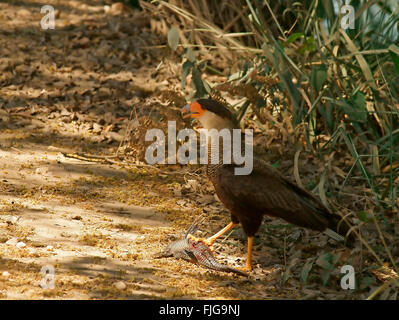 Südlichen Crested Karakara (Caracara Plancus), Pantanal, Mato Grosso, Brasilien Stockfoto