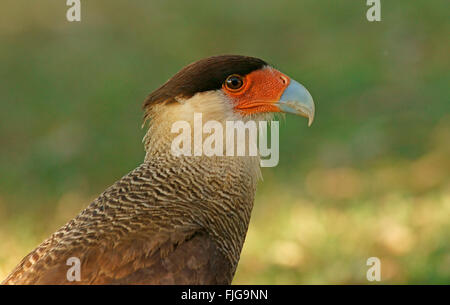 Südlichen Crested Karakara (Caracara Plancus), Porträt, Pantanal Mato Grosso, Brasilien Stockfoto