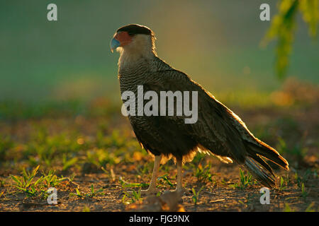 Südlichen Crested Karakara (Caracara Plancus), Pantanal, Mato Grosso, Brasilien Stockfoto