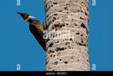 Lineated Specht (Dryocopus Lineatus) thront auf einem Stamm der Palme, Pantanal, Mato Grosso, Brasilien Stockfoto