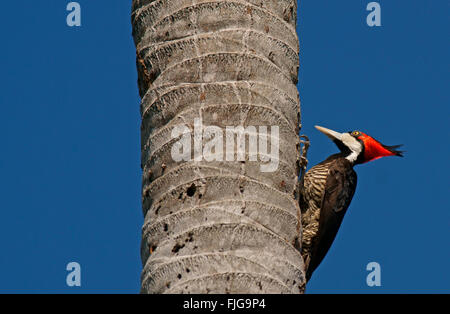 Lineated Specht (Dryocopus Lineatus) thront auf einem Stamm der Palme, Pantanal, Mato Grosso, Brasilien Stockfoto