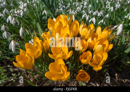 Eine Gruppe von blühenden gelben Krokusse im Sonnenlicht. Im Hintergrund eine große Anzahl von Schneeglöckchen. Stockfoto