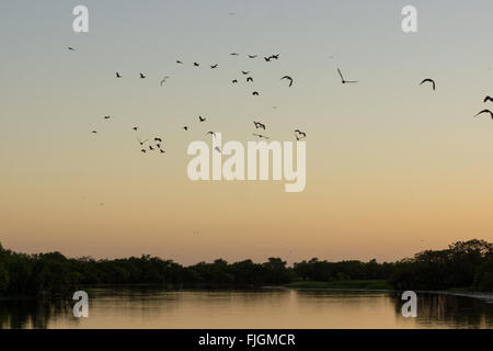 Vögel und Enten vor Sonnenaufgang auf Yellow Water Billabong, Kakadu National Park, Northern Territory, NT, Australien Stockfoto