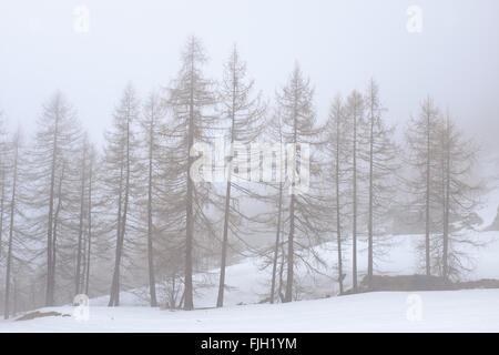 Nebel bedeckt Bäume im Schnee Stockfoto