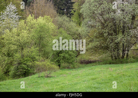 Rand von Wald und Wiese im Frühling mit Bäumen und Gestrüpp der hohe Farbenvielfalt, frische Blätter und Blüten Stockfoto