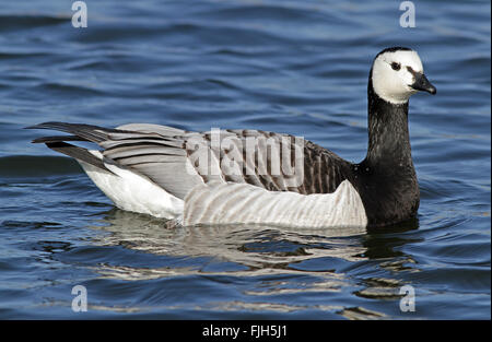 Barnacle Gans / Schwimmgans Stockfoto