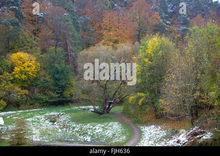 Erster Schnee im Herbst am Rande des Wald(Holz), intensive bunte Blätter, Tal mit Bach und Wanderweg Stockfoto